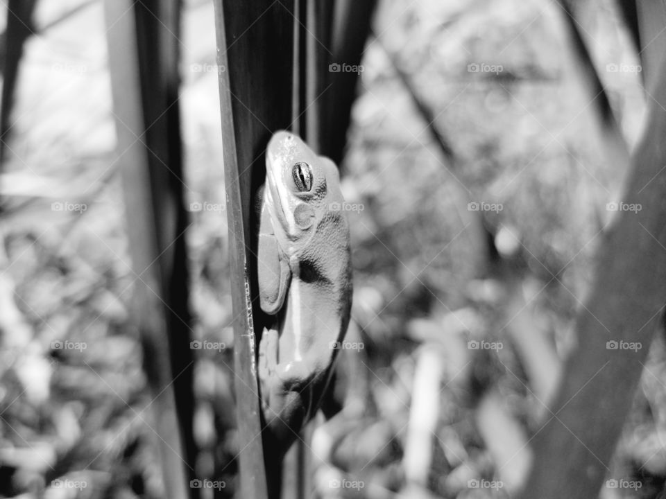 frog in b&w