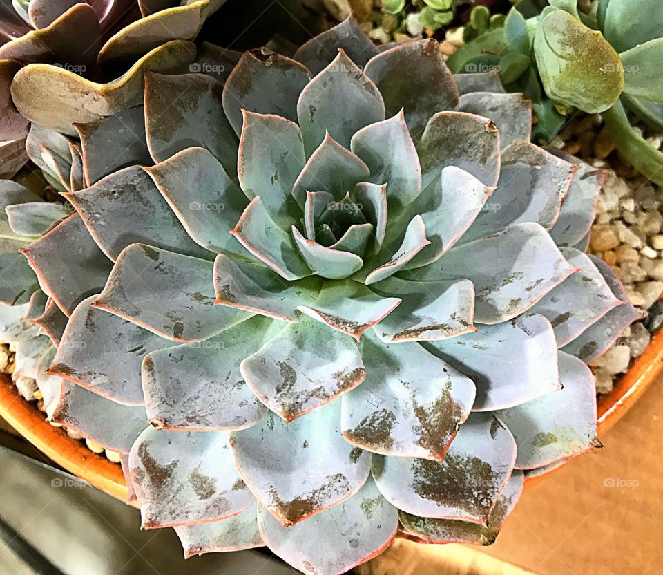 Succulent with triangular leaves.