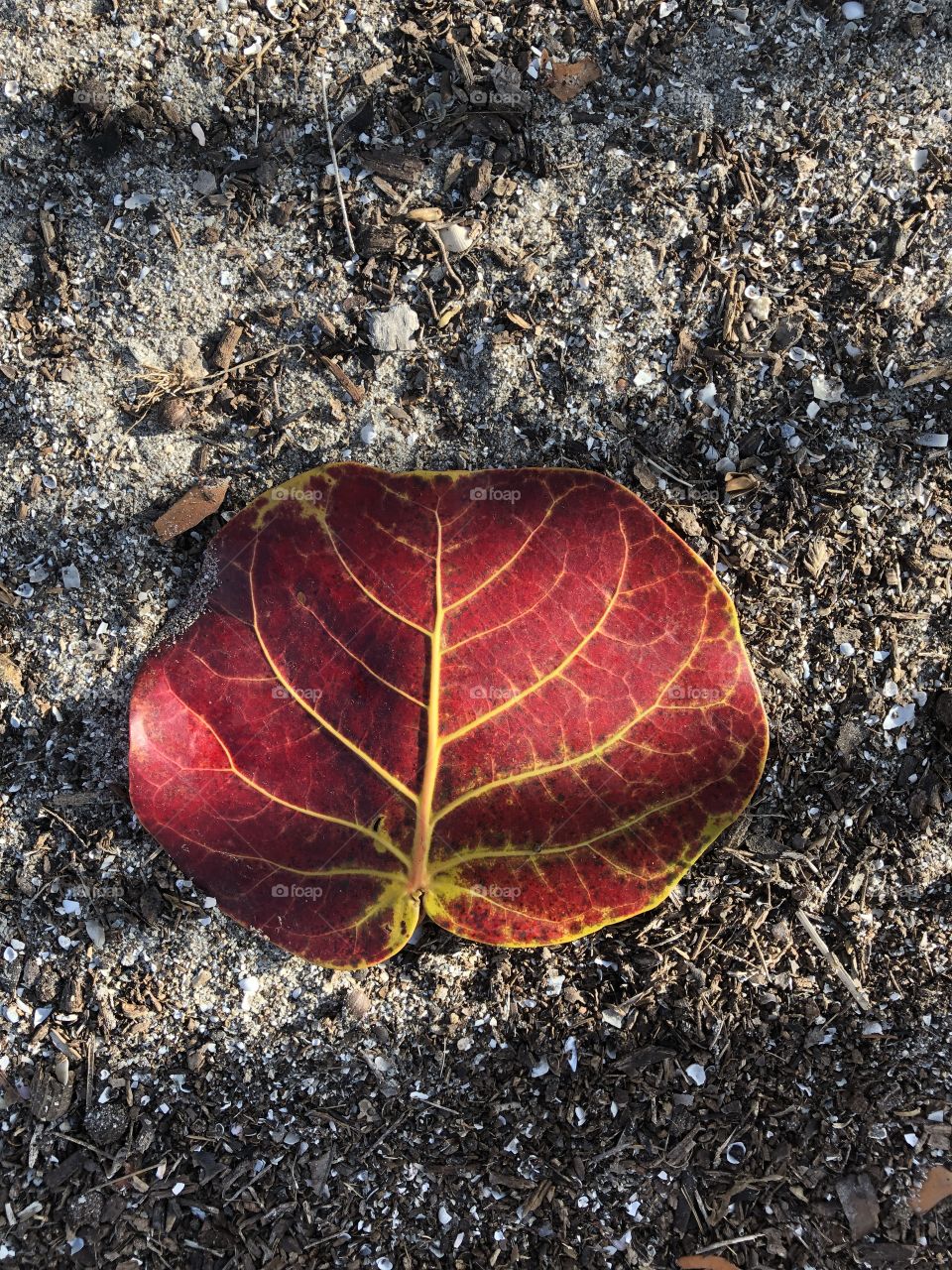 Tropical Leaf