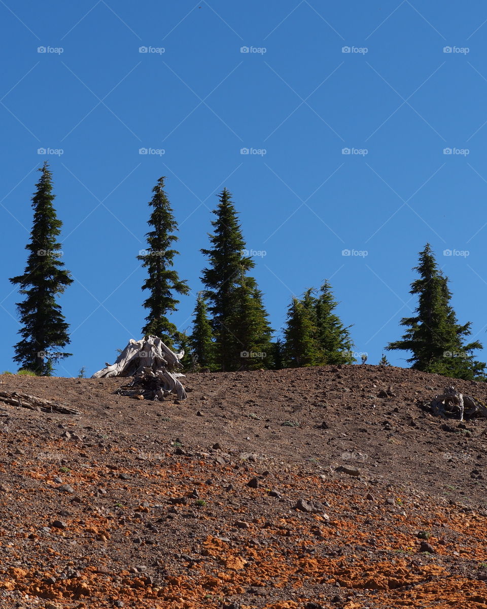 Old weathered stumps amongst green and thriving fir trees at the top of a rocky hill in Crater Lake National Park on a sunny morning. 