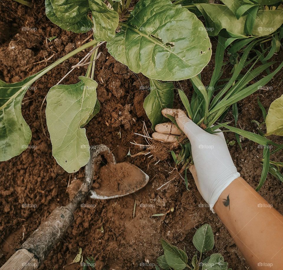 Бородьба з бур'янами