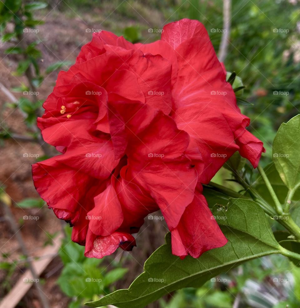 🌹 🇺🇸 Very beautiful flowers to brighten our day.  Live nature and its beauty. Did you like the delicate petals? / 🇧🇷 Flores muito bonitas para alegrar nosso dia. Viva a natureza e sua beleza. Gostaram das pétalas delicadas? 