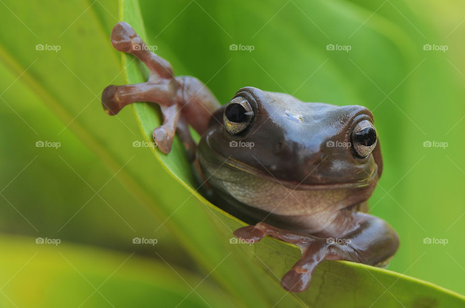 frog