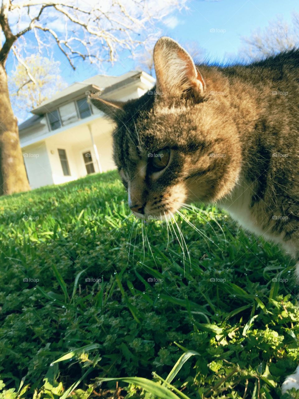 On the Hunt - closeup ground level side view of grey tabby cat in grass looking off camera, white house and large tree in background on a sunny spring morning