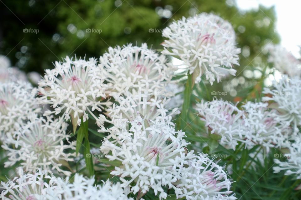 Unique shaped white flower called bunjong in Western Australia’s garden.