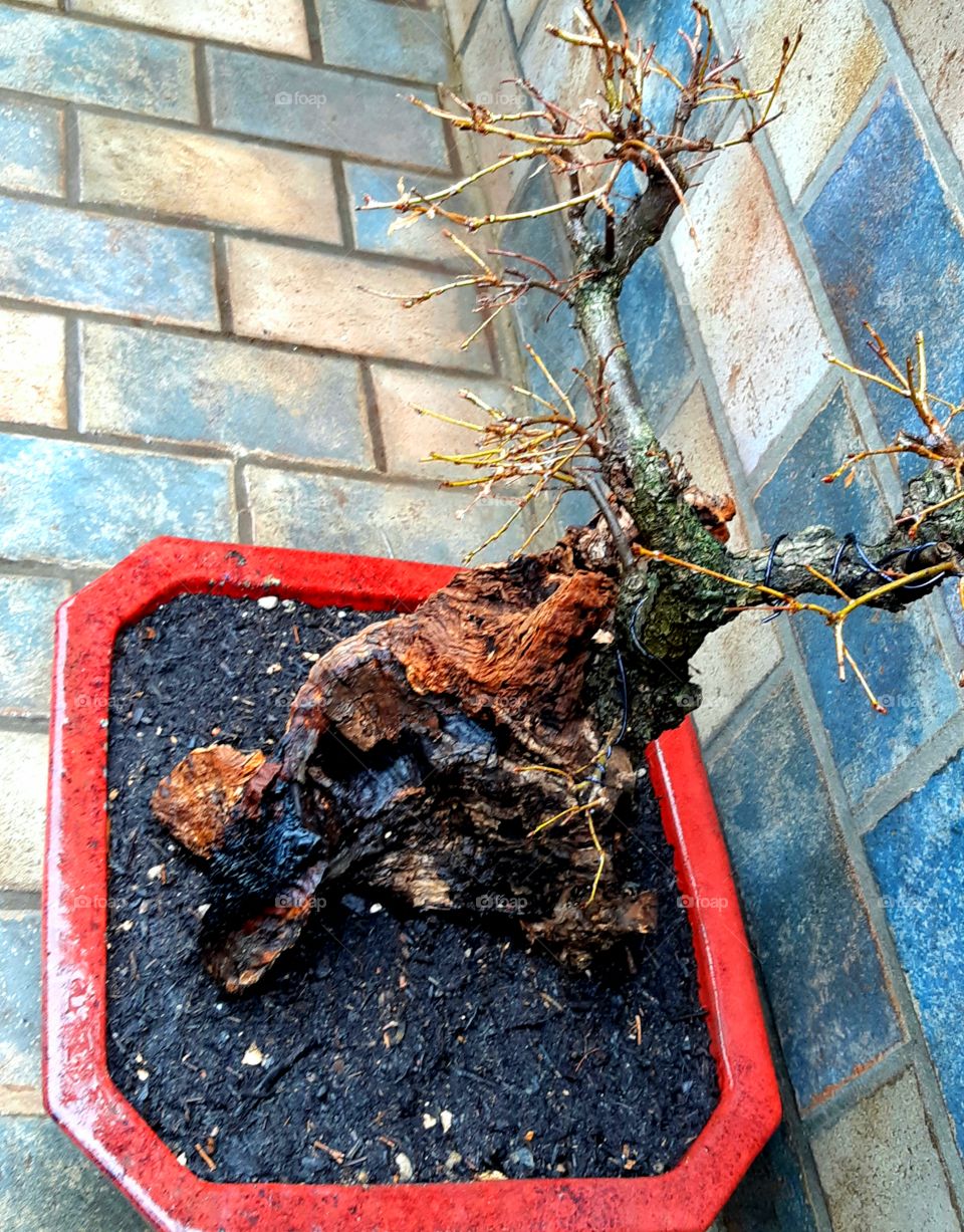 Tanuki Bonsai: Quercus Pubescens