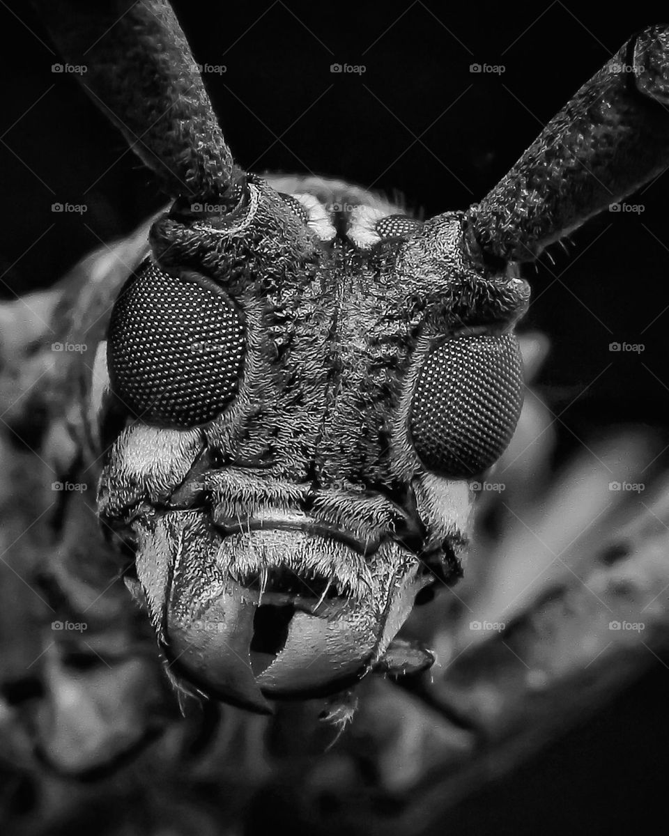 longhorned beetle