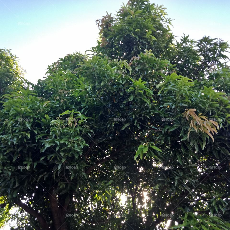 greeny mango tree