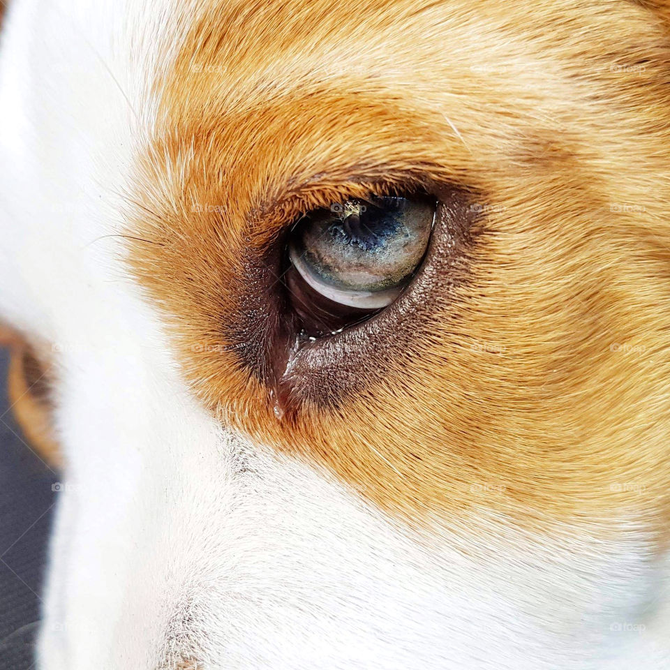 Window to her soul - Close up of a Beagle 's beautiful galaxy eye.