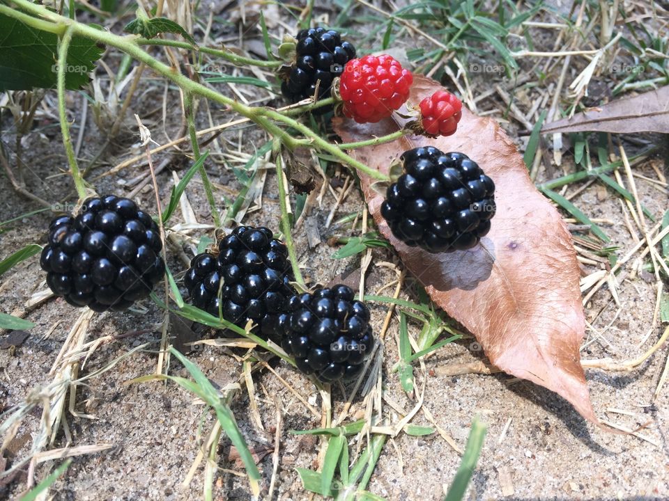 Blackberries near the ground on a bush with leafs and dirt