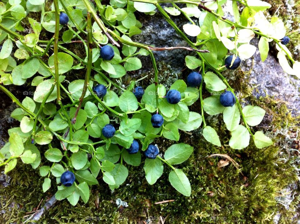 Sprig with blueberries in forest.