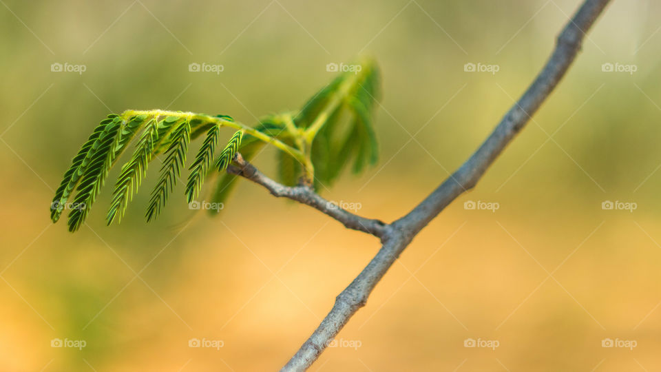 Close-up of tree branch