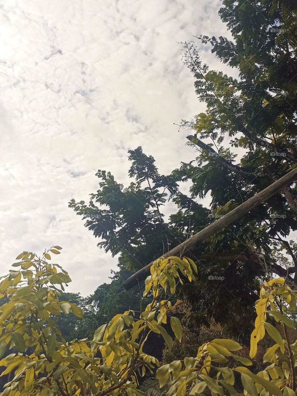 Close-up view of natural landscape with cloudy sky and yellowing treesin low angle view