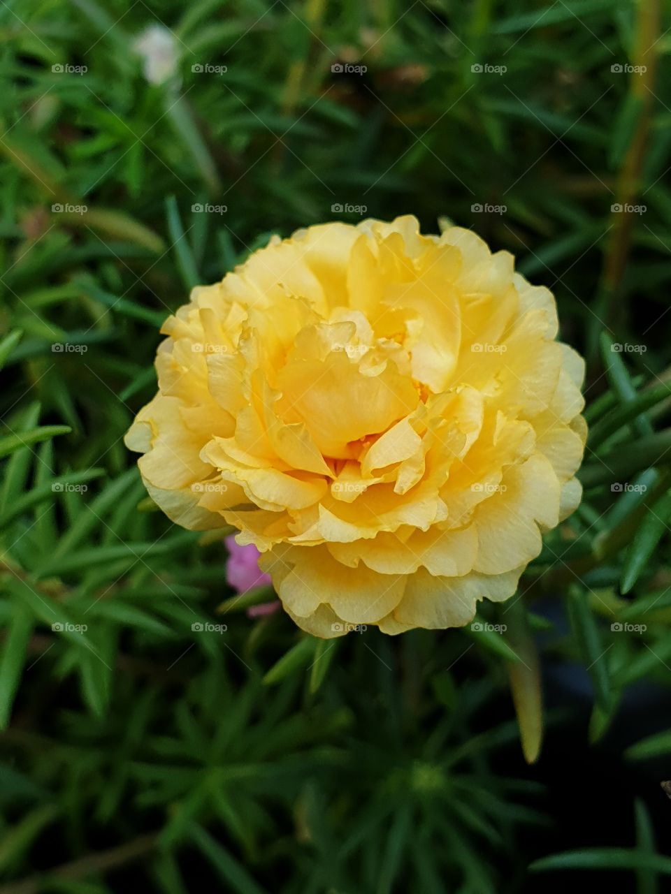 the Portulaca Grandiflora