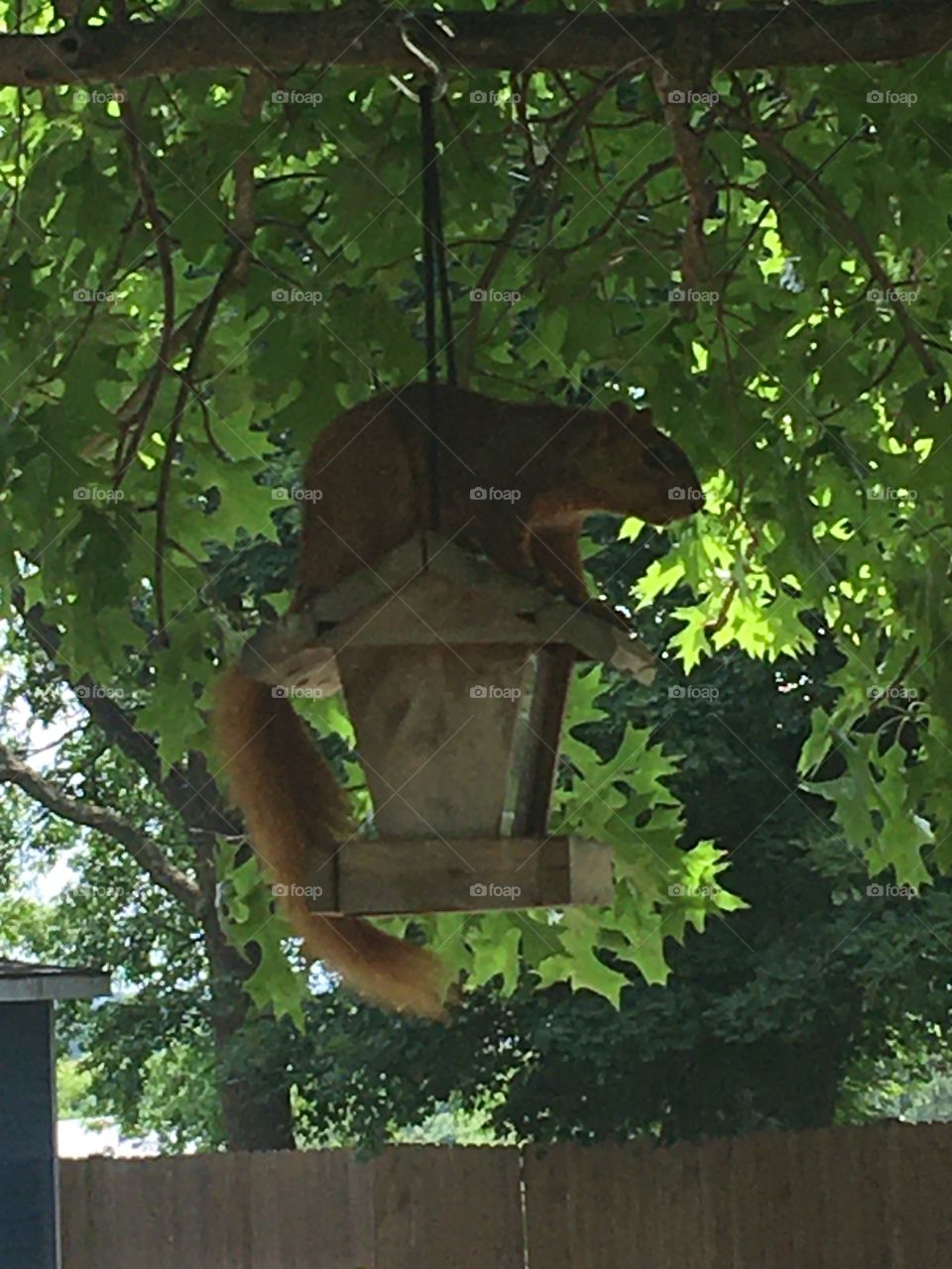 Watcha looking at? I’m not stealing bird seed. You’re just seeing things, just chilling 