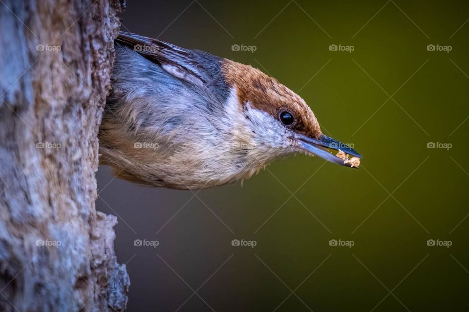 A brown-headed nuthatch working on its home in the tree. 
