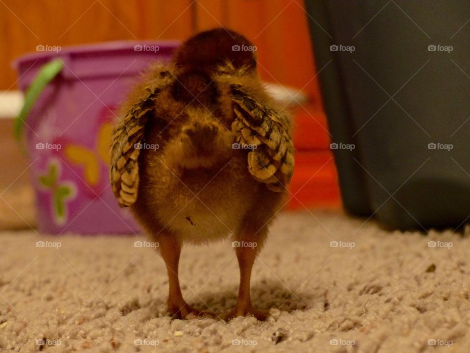 Rhode Island Red chick