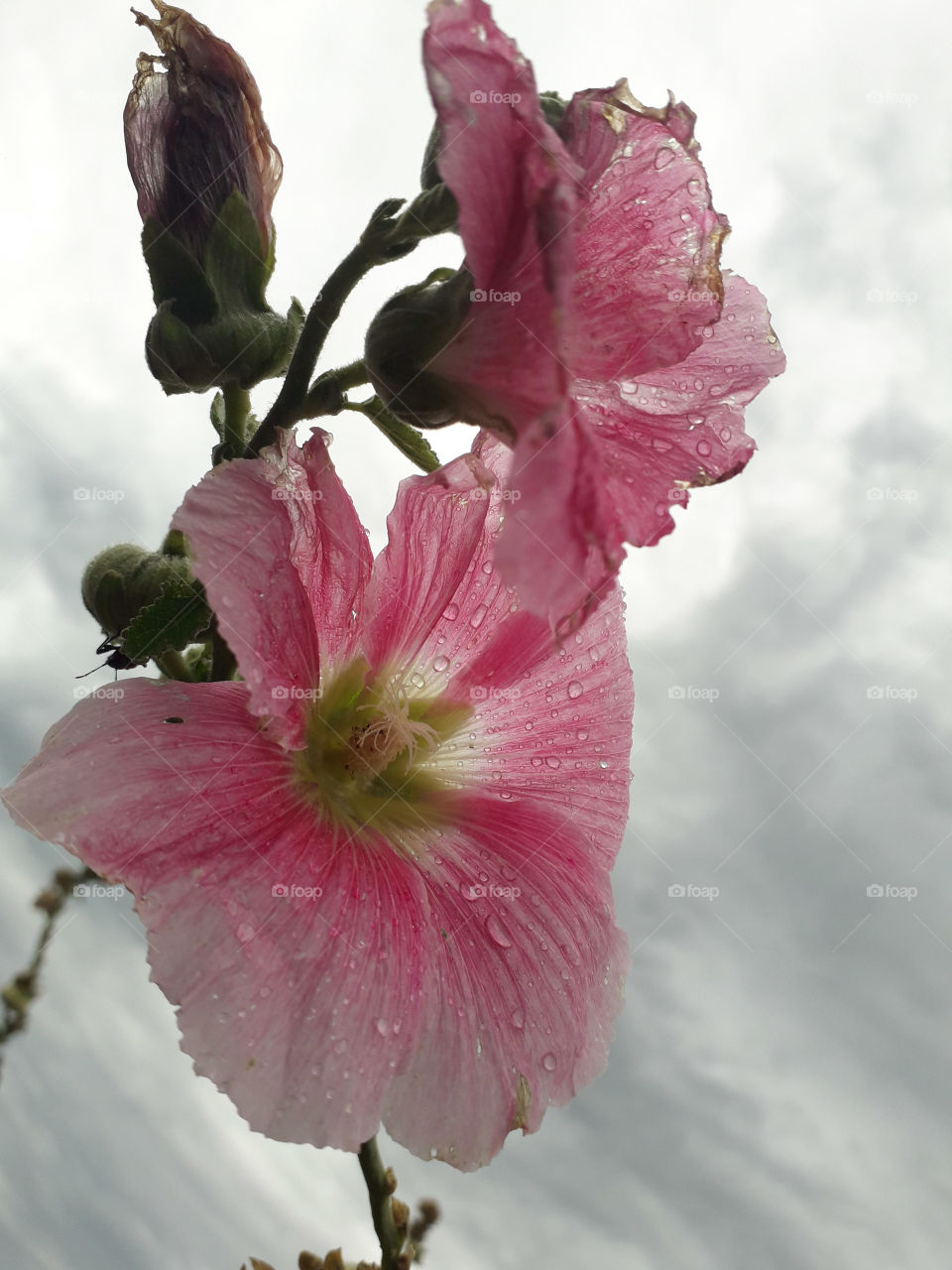flower rosa Hollyhock drop water rain wet cloud grey pink color petal