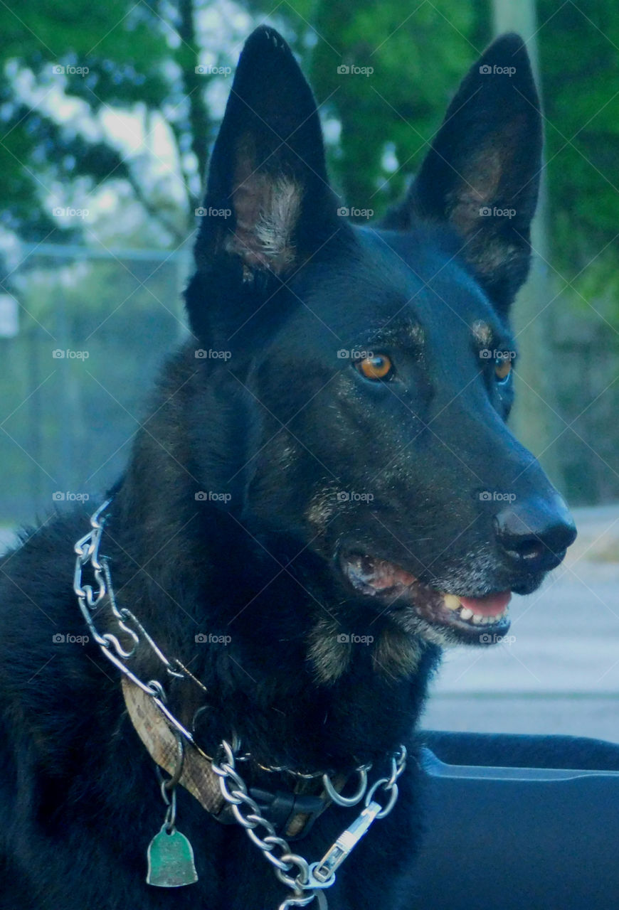 The German Shepherd  dog has made a name for himself as a police and military dog, guide and assistance dog, search dog and detector dog!