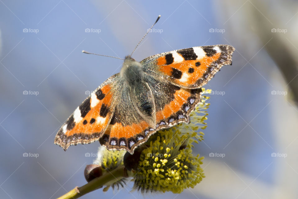 Orange butterfly open wings 