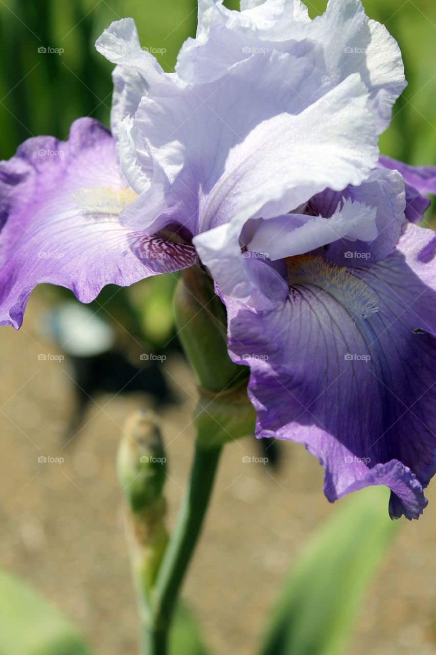 Iris #1