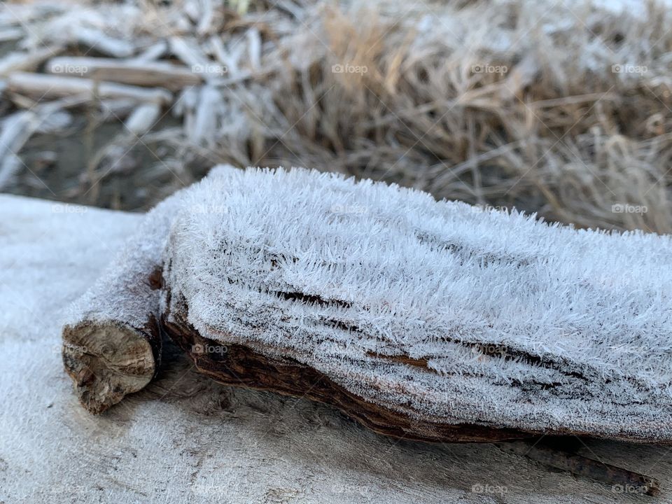 Ice crystals on a log at the beach