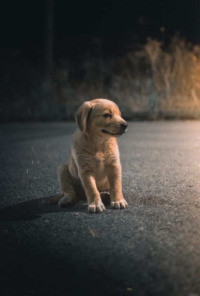 Dogo