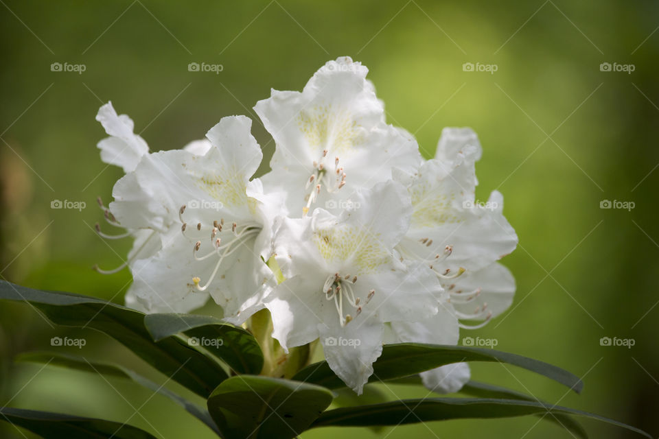 Rhododendron white flowers close-up .
Rododendron vita blommor närbild