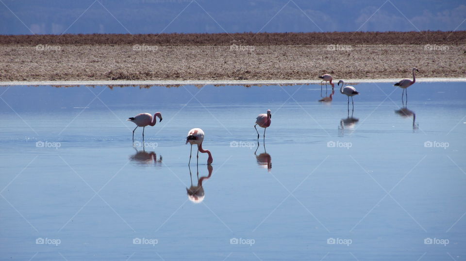 flamingos at the lake.