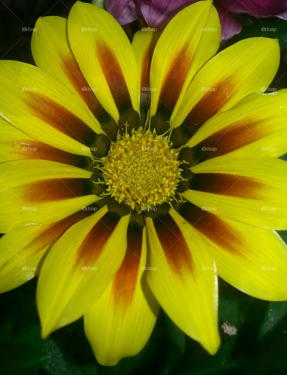 Gazinia