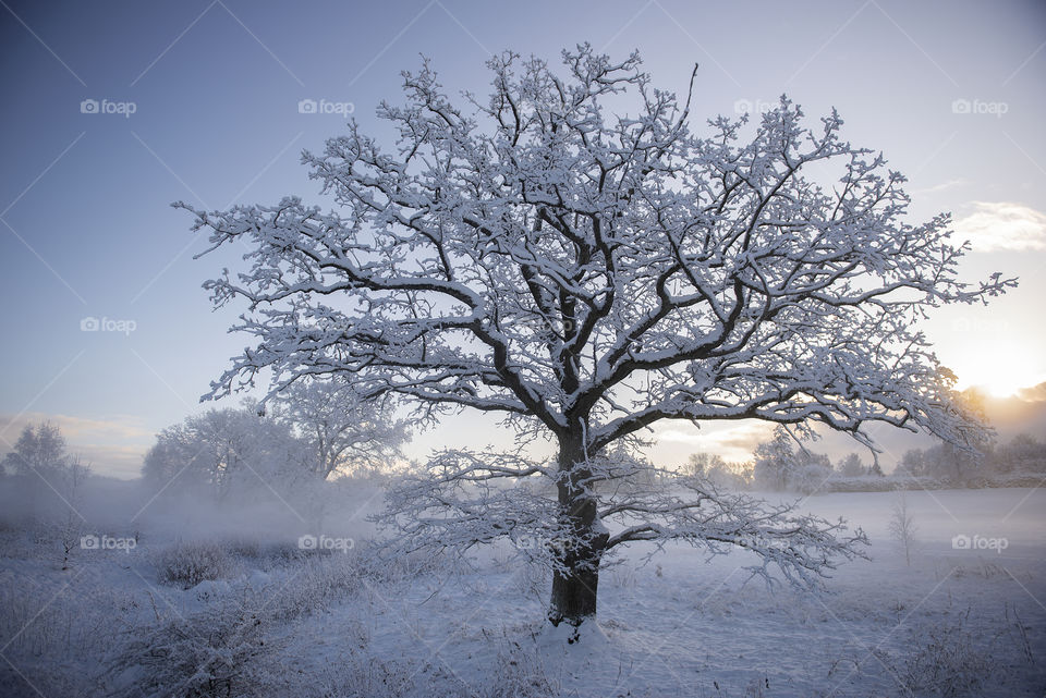 Oak tree in winter morning