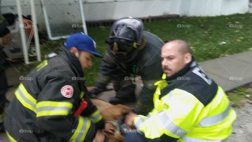 firemen saving dog