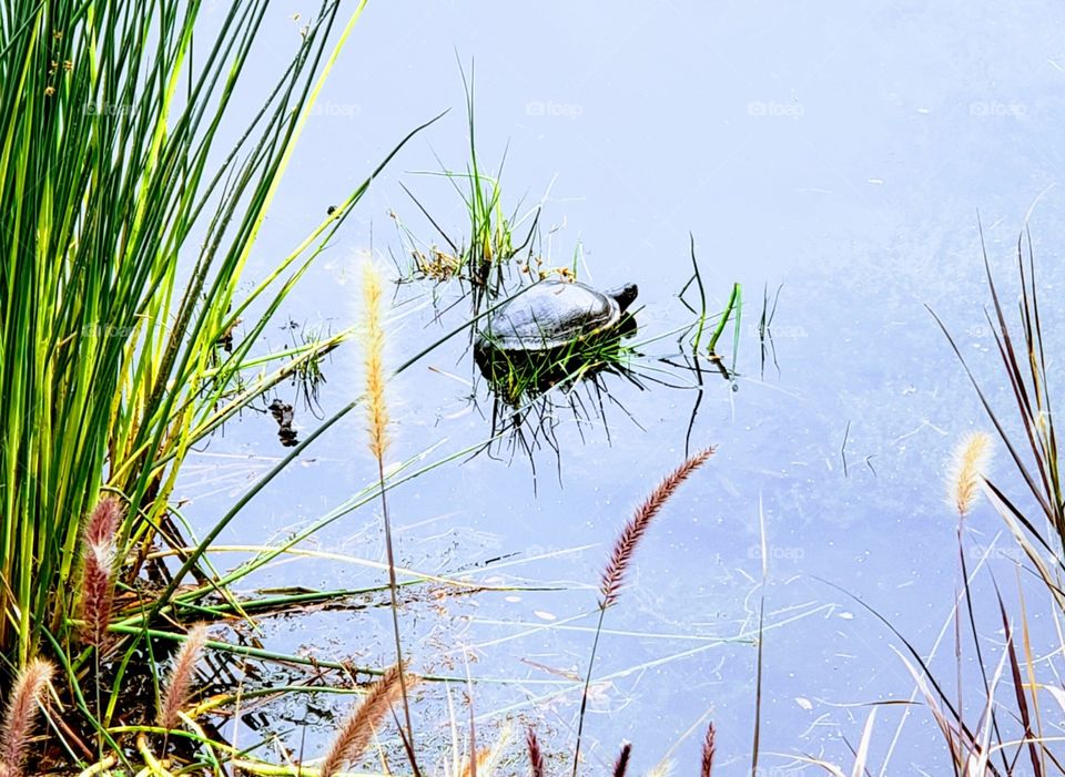Turtle in the pond