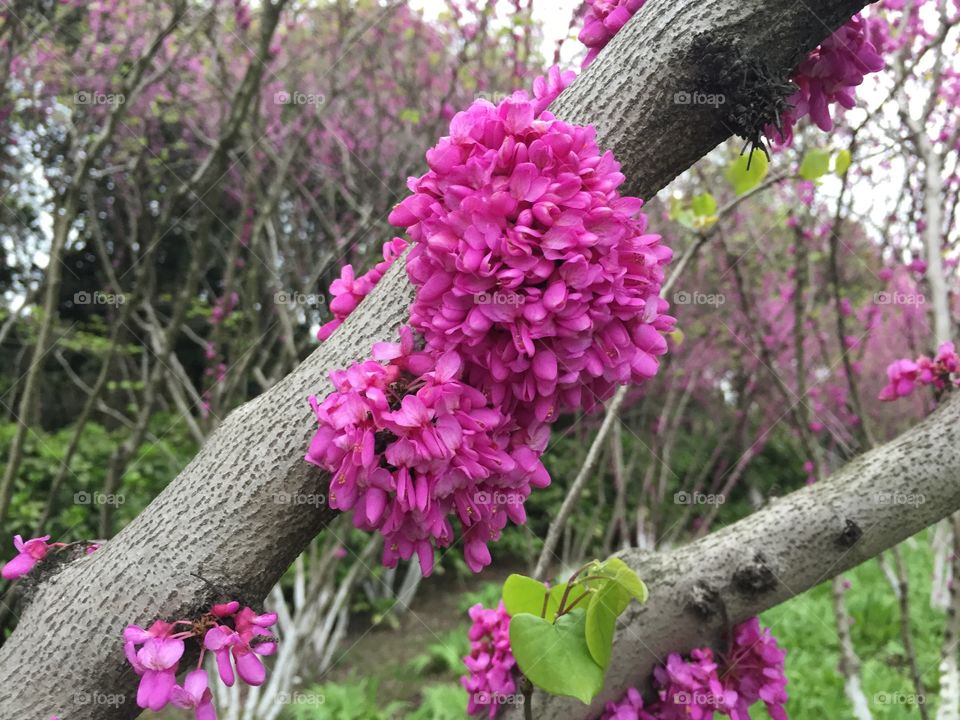 Spring season with cherry blossoms!