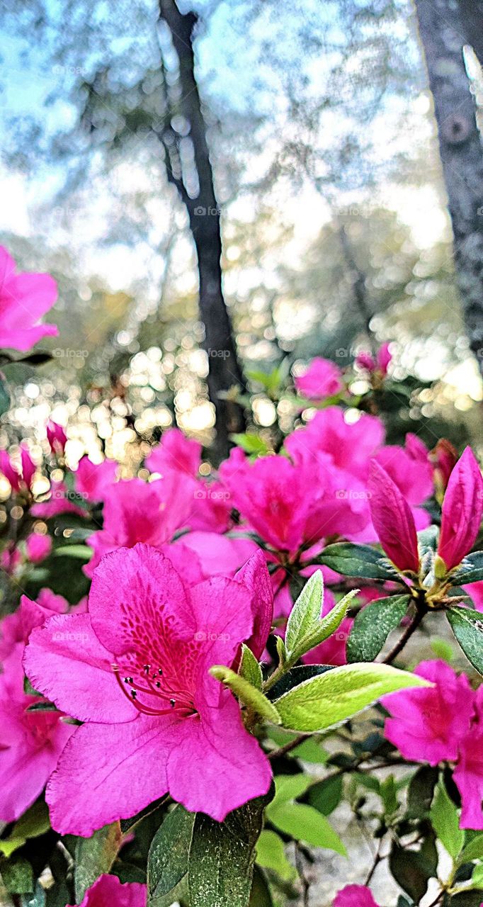 Spring in bloom pink azealias fill the garden beginning in the month of March. beautiful color of Spring