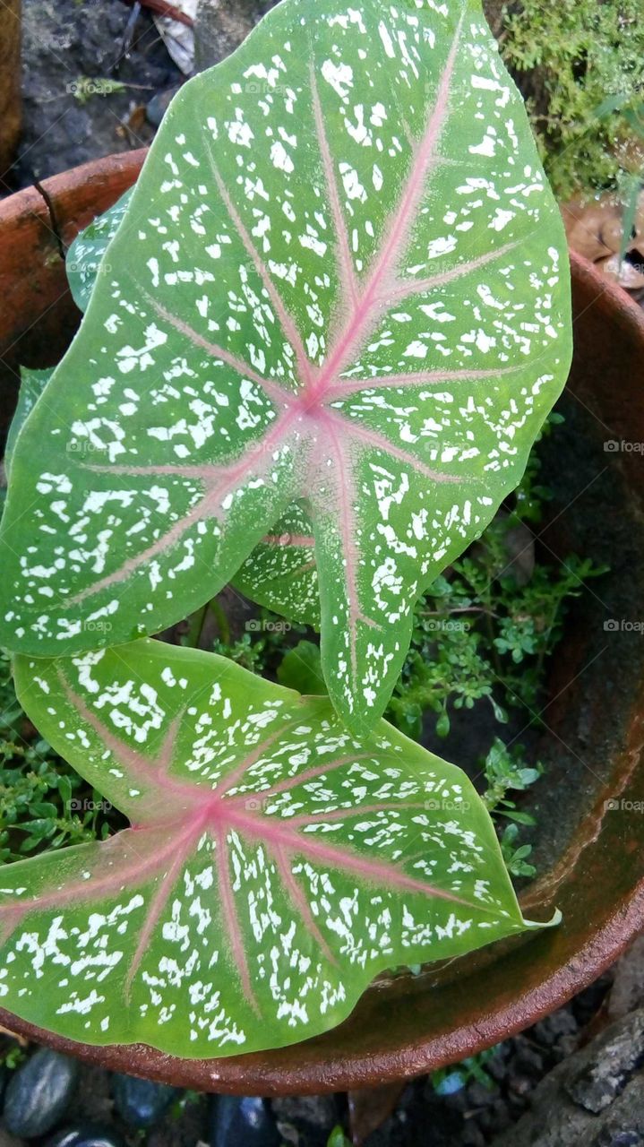 Seasonal

Caladium bicolor