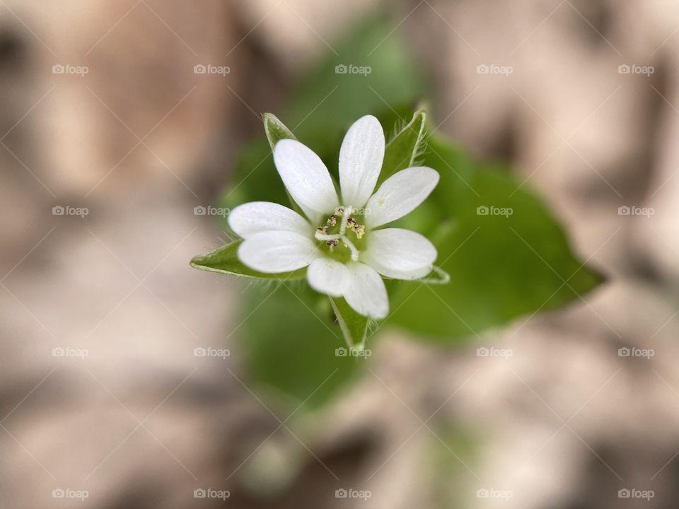 First Spring forest flower 