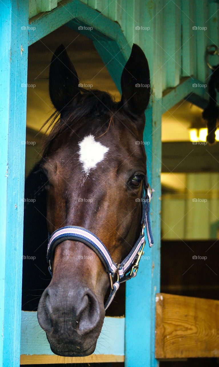 Horse. Horse looking out from the stable