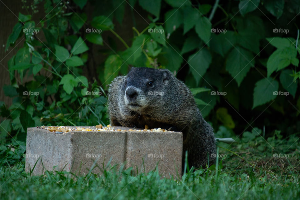 Local groundhog at the dinner table. 