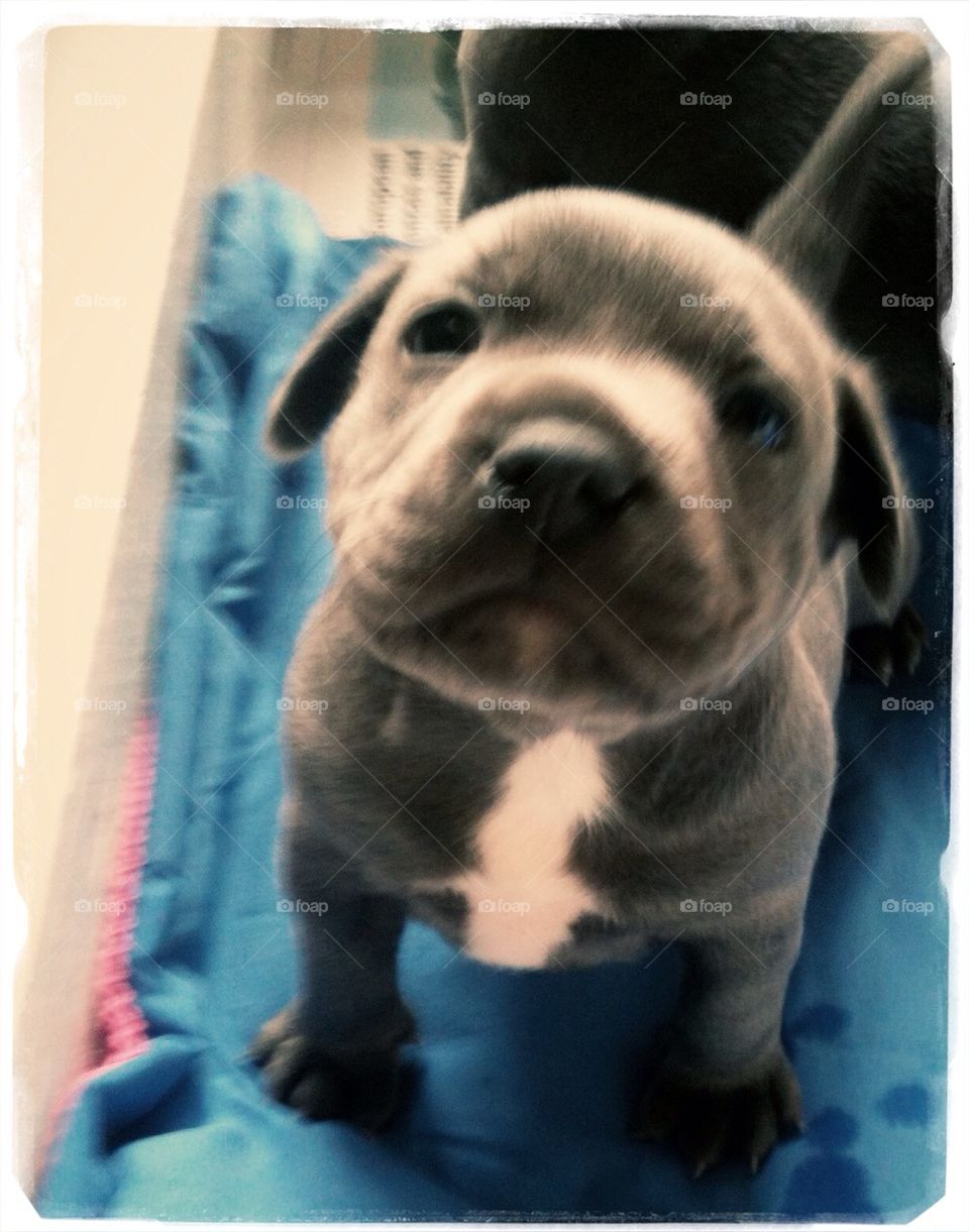 Staffy pup