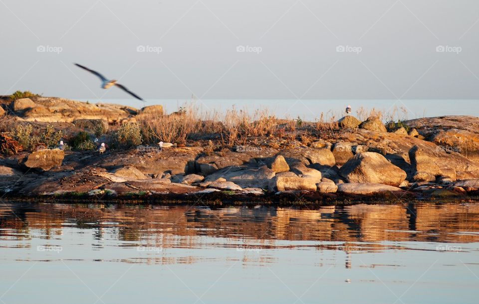 Seagull Island