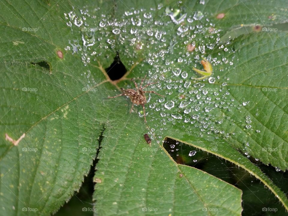 Nest of spider full of drop