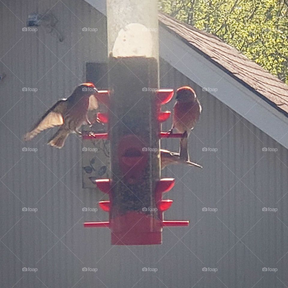 Bird, House, Family, Hanging, Roof