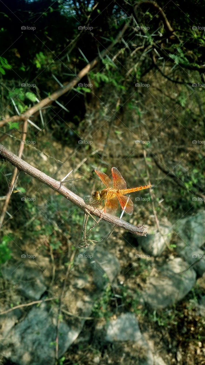the beautiful shinny big bug