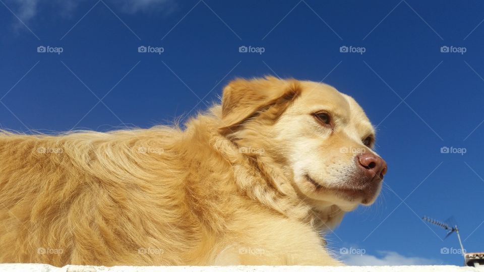 Golden Dog Blue Sky