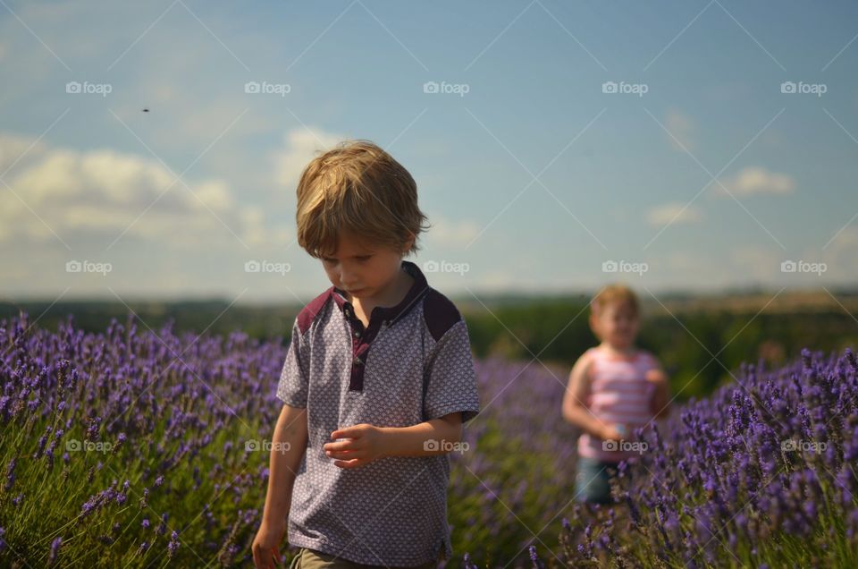 Lavender fields, young love. Walking in lavender fields Hitchin