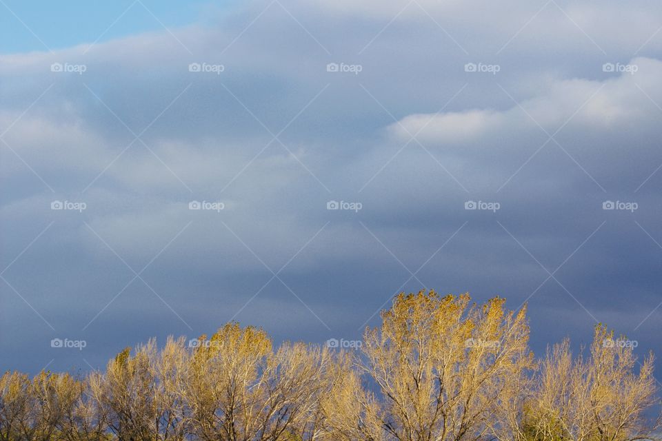 Trees, with a few remaining leaves during autumn, illuminated by sunlight with a  threatening sky in the background 