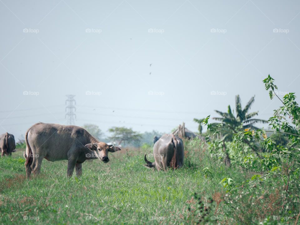 buffalo in a rural meadow