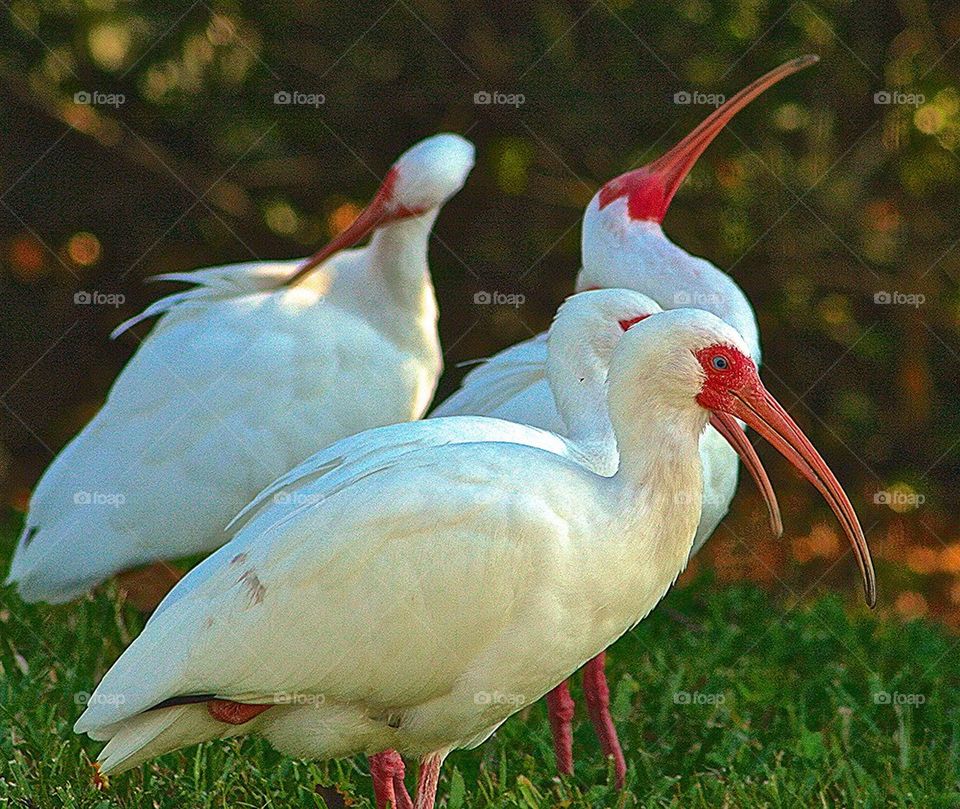High angle view of birds in grass