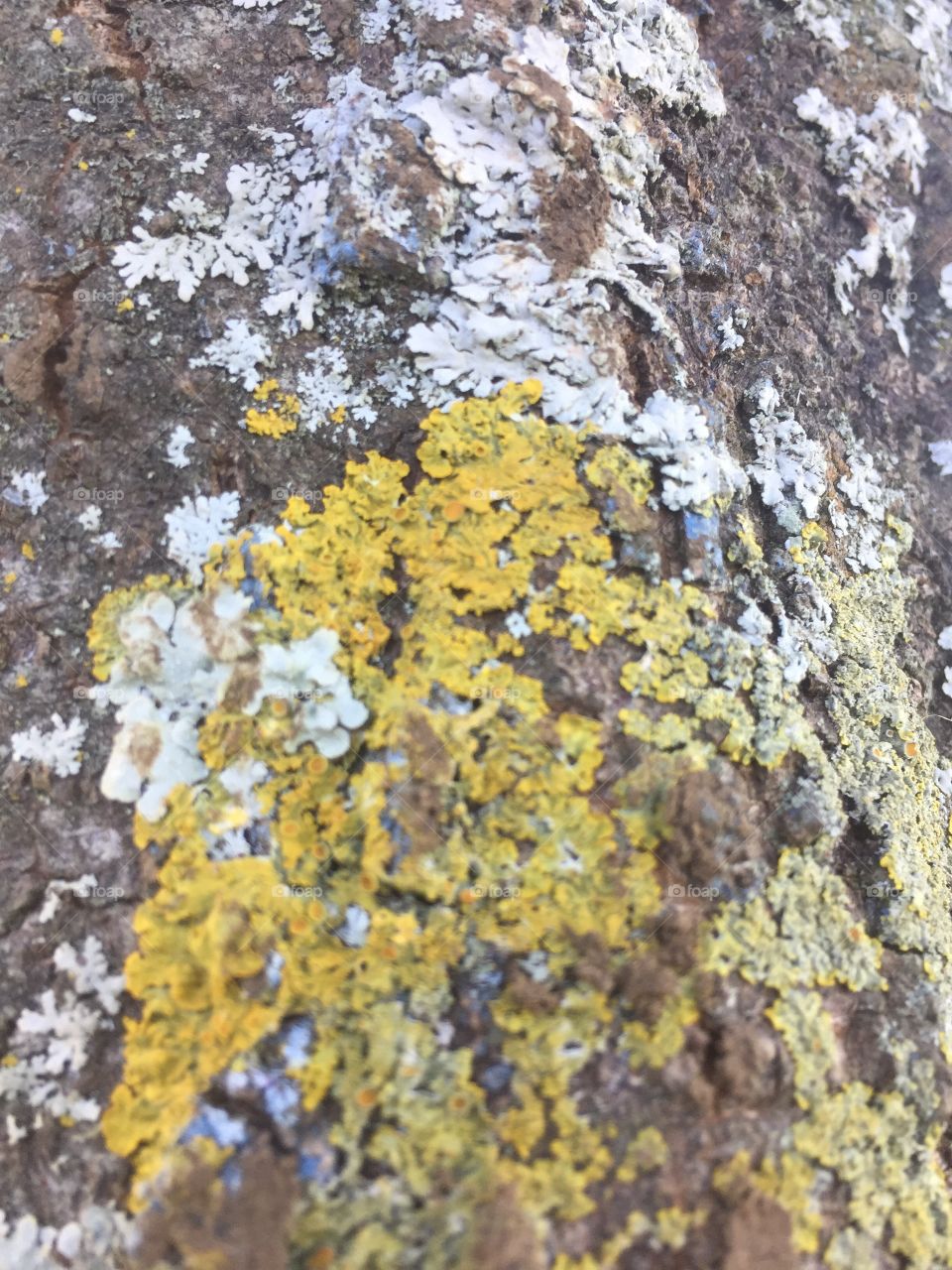 Macro view of lichen on tree bark